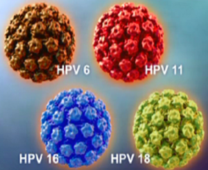 hpv1